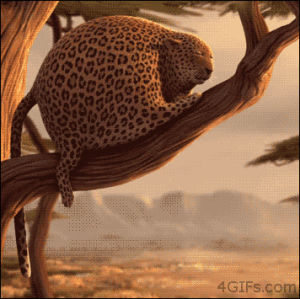 fat,yawn,falls,tree,balloon,africa,nap,leopard,safari