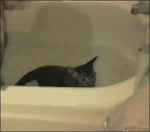 tub,cat,animals,troll,bath,bath tub,escapes