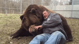 bear,bear hug,animal friendship,bear friend
