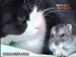 cat,funny,animals,cute,friendship,mouse,brave,hamster