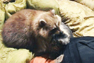 raccoon,cat,animals,hug,animals spooning