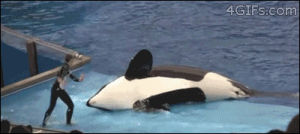 whale,accident,orca,spinning,killer whale,animals,turning,blooper,trainer,sea world,knocked over