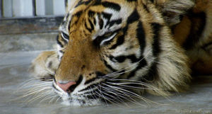 tiger,animals,relaxing,blink,chilling,whisker