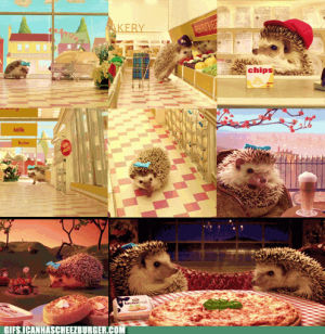 hedgehog,animal,page,dinner,date,hedge hogs