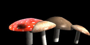 mushroom,pooky,carew