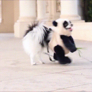 panda,dog,costume