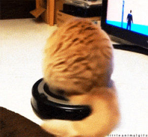 roomba,cat,spinning