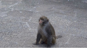 business,monkey,no,hand,bag