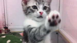 kitten,high five,paws