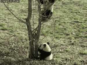 cute,animals,fall,panda,tree,falling,climbing