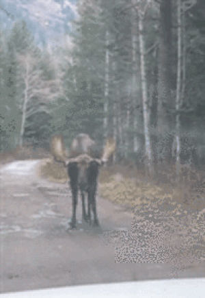 moose,angry,request,charging,image stabilization
