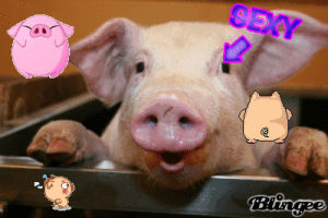 pig,lovey,picture