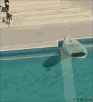 deal with it,cat,animals,dog,pool,boss,like a boss,escape,surfboard