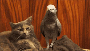 bird,animal friendship,parrot,cat,animals