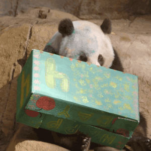gift,animals,birthday,panda,san diego zoo