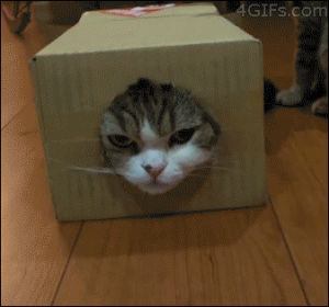 face,paws,cat,animals,box