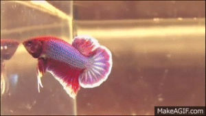 betta,video,world,top,fish,colorful,whoa,comments,most