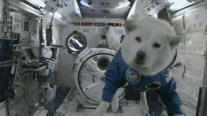 dog,space