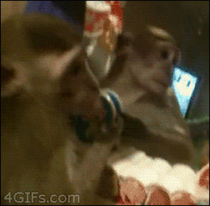 monkey,funny,lol,laugh