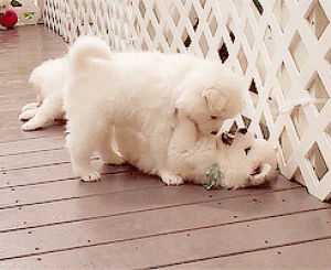 samoyed,animals,cute,animal,adorable,puppy,white