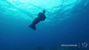swimming,diving,ocean,shark week,michael phelps