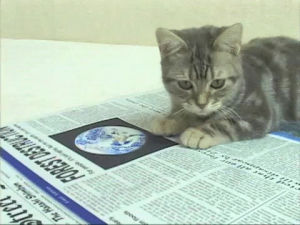 newspaper,reading,cat,light,follow,actually