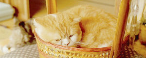 cat,animals,tired,orange,sleeping,basket,rentaneko
