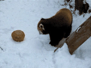snow,rolling,raccoon