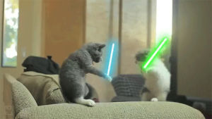 star wars,light sabers,cat,cats,star,wars