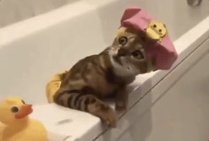 scared,suspicious,frightened,cat,shower cap