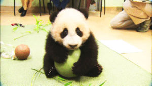 awww,baby,kawaii,panda,baby panda