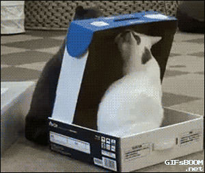 cat,boxes