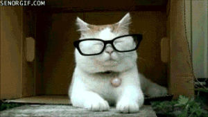 cat,animals,confused,glasses,pet,hipster