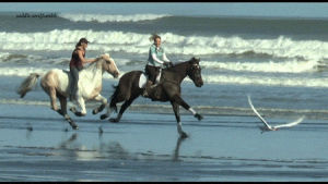 horse,couple,couples,beautiful,horses,beach,amazing,colors,sea,riding,freedom,rideee