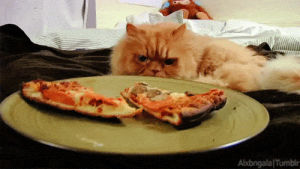 hungry cat,cat,pizza,alx