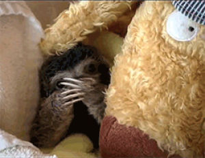 sleepy,sloth,this is me