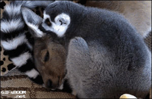 animals,kangaroo,lemur