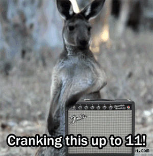 kangaroos,guitar