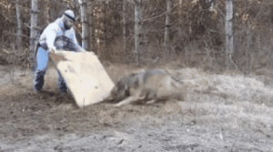 trap,wolf,forest,ranger,rescues