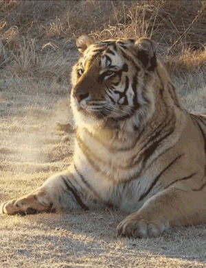 tiger,animal,nature