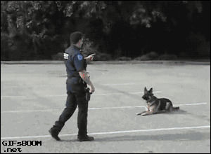 police,cop,dog