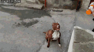 pitbull,pitbulls,excited,dogs,bubbles,by