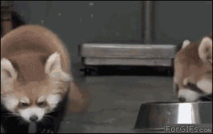 red panda,animals,cute,scared
