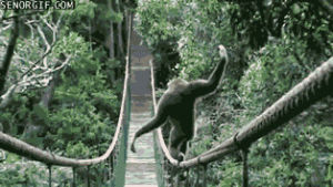 gibbons,tight rope,funny,walking