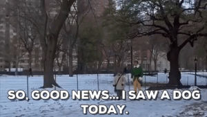 will ferrell,elf,christmas movies,i saw a dog today