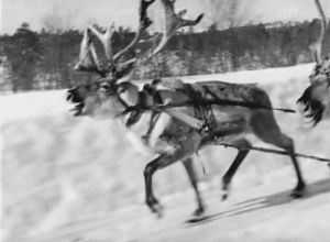 black and white,running,reindeer