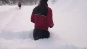 moose,snow,feet,whiteboi