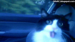 mouth open,funny,cat,animals,car ride,kardashians and jenners