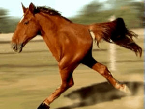 weird,cinemagraph,running,galloping,crazy horse,wtf,horse