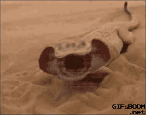 lizard,low drifting sand